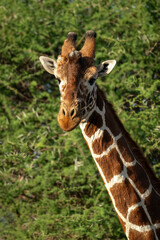 Close-up of reticulated giraffe with bushes behind