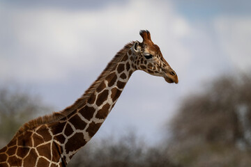 Close-up of reticulated giraffe with trees behind