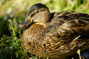 Mallard or wild duck female (Anas platyrhynchos) Anatidae family