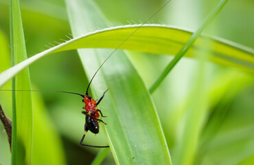 A small insect that forages on green grass in the evening.