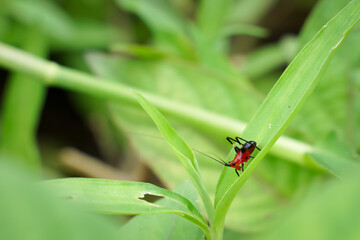 A small insect that forages on green grass in the evening.