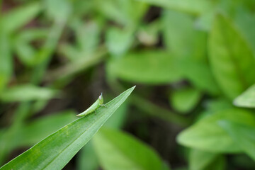 A small insect that forages on green grass in the evening.