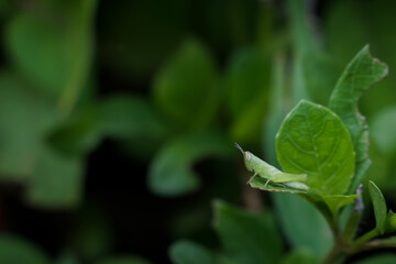 A small insect that forages on green grass in the evening.