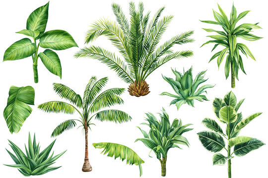 Tropical leaves set. Palms, Aloe, Dracaena and ficus. Tropical plant, isolated white background, Watercolor illustration © Hanna