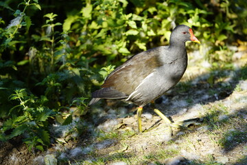 Common moorhen, Gallinula chloropus, swamp chicken. Rallidae family. 