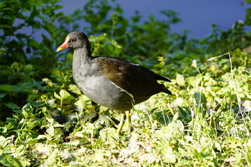Common moorhen, Gallinula chloropus, swamp chicken. Rallidae family. 