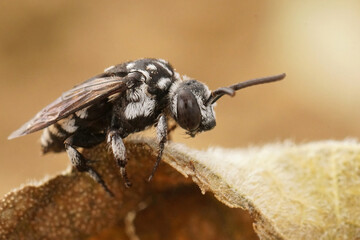 Closeup on the black and white colored mediterranean cleptoparastie solitary bee, Thyreus ramosus sitting on a dried leaf