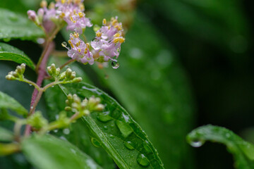 雨の日に葉っぱに水玉ができる