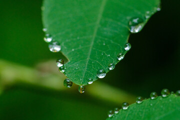 雨の日に葉っぱに水玉ができる