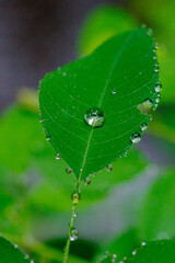雨の日に葉っぱに水玉ができる