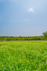 나무와 하늘 자연 경관