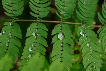 雨が降って葉っぱに水玉ができる