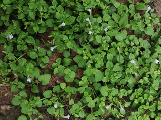 green background