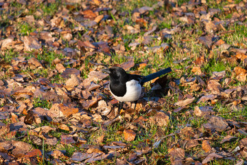 The Eurasian magpie or common magpie (Pica pica)