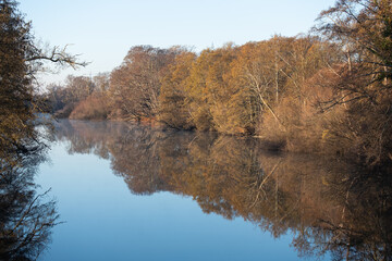 Reflection of a forest river tree