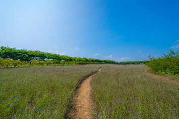 한국 숲 경관 자연