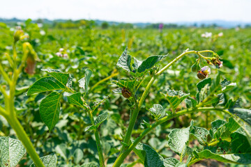 Many Colorado potato beetle.Potato bugs on foliage of potato in nature, natural background, close view.Colorado potato beetle on a light background.