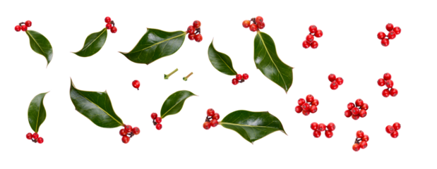 A collection of small smooth holly leaves with red berries for Christmas decoration isolated against a transparent background.