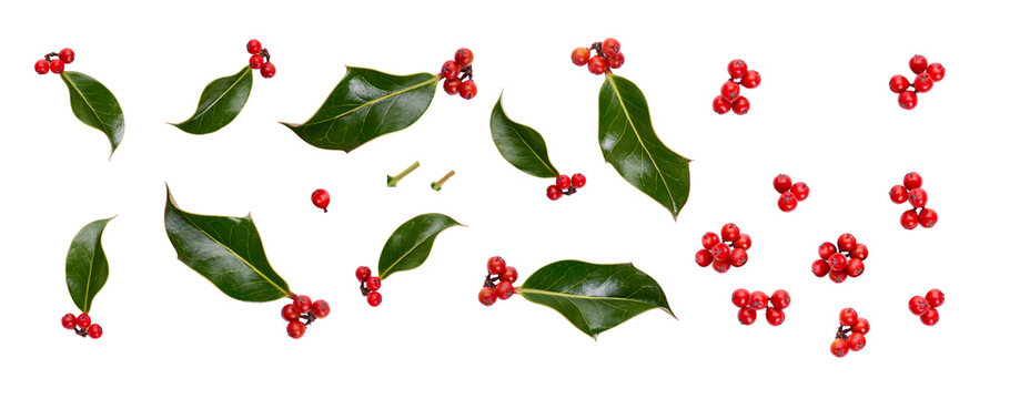 A collection of small smooth holly leaves with red berries for Christmas decoration isolated against a transparent background.