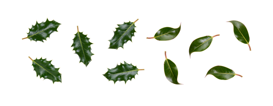 A collection of smooth and spiky green holly leaves for Christmas decoration isolated against a transparent background.