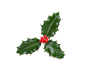 A sprig, three leaves, of green holly and red berries for Christmas decoration isolated against a...