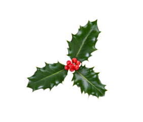 A sprig, three leaves, of green holly and red berries for Christmas decoration isolated against a transparent background.