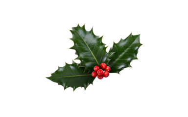 A sprig, three leaves, of green holly and red berries for Christmas decoration isolated against a transparent background.