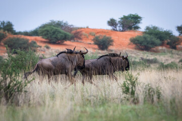 Obraz premium Blue wildebeest, Connochaetes taurinus, in Kalahari desert in Namibia.