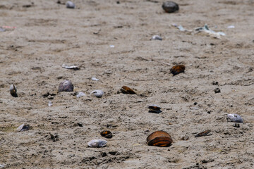 Fototapeta na wymiar Dead dried-up river shore with molluscs shell and snails. Ecological disaster. 