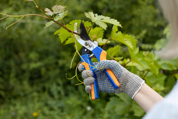 a gloved hand cuts a branch of grapes with secateurs