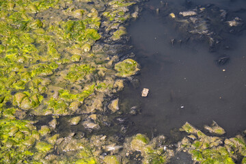 Stagnant water. Algae polluted water, bloom of blue-green algae, scarcity of oxygen. Water surface covered with green slime.