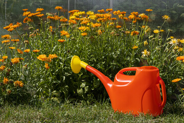 Obraz premium a red plastic watering can stands against the background of a flower garden