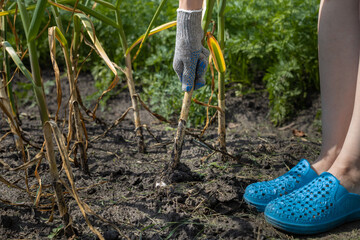 hand pulls garlic out of the ground in the garden