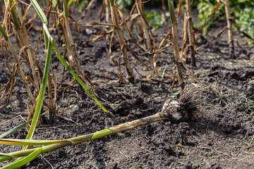 young garlic lies on a bed in the garden
