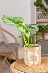 Tropical 'Philodendron Mamei' houseplant with silver pattern in basket flower pot on table in boho style living room