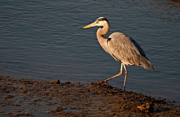 Brown egret portrait