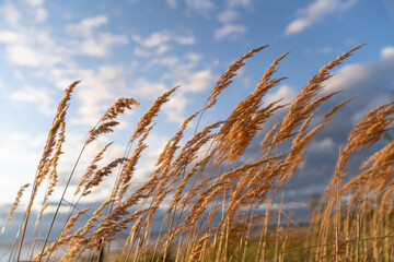 Fototapeta premium Selective soft focus of beach dry grass, reeds, stalks blowing on the wind at sunset light, blurred sea on background. Nature, autumn, grass concept