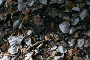 fallen leaves from trees on the ground. autumn colors