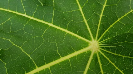 Pattern on papaya leave for background.