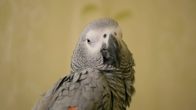 A gray parrot sits on a cage, close-up, space for text.