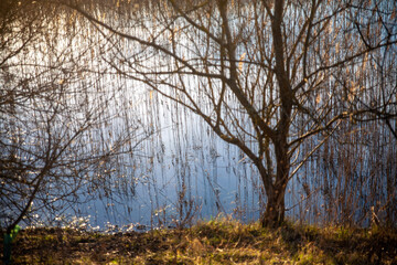 Trees in a marsh