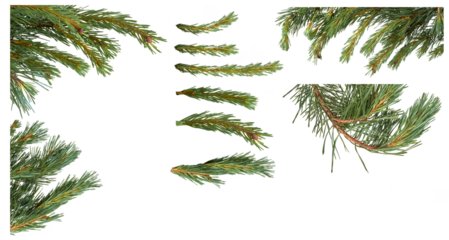 Isolated Christmas Tree branch isolated on a transparent background.