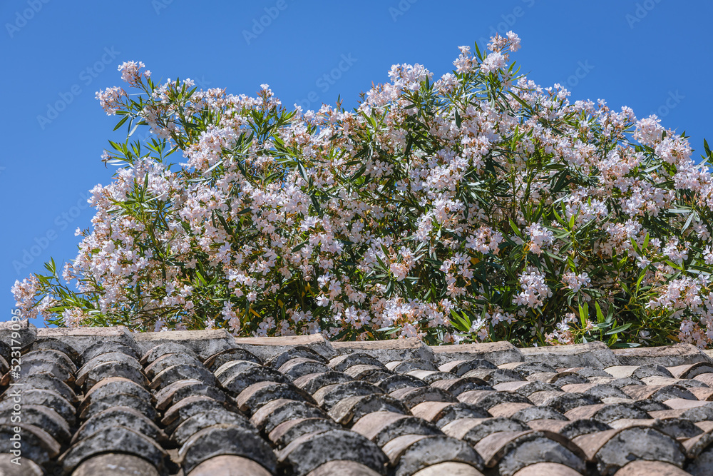 Canvas Prints oleander plant and tiled roof in corfu town, corfu island, greece