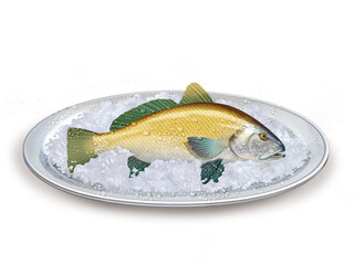 corbeau de mer ,  poisson, plateau, glace pilé, fraîcheur, frais, pêche, aliment, mer, animal, ailette, sain, queue, fond blanc, attraper, repas, cuisiner, plat, viande © behzadillustrations