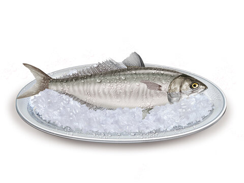 chinchard ,  poisson, plateau, glace pil&eacute;, fra&icirc;cheur, frais, p&ecirc;che, aliment, mer, animal, ailette, sain, queue, fond blanc, attraper, repas, cuisiner, plat, viande