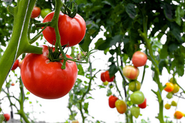 Red tomatoes grow on a bush in the greenhouse close-up. Business concept, fresh harvest, vegetarian diet of raw foods. Organic food without GMOs