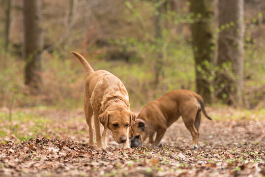 Labrador Redriver dog and Continental Bulldog together in a forest in the season autumn.