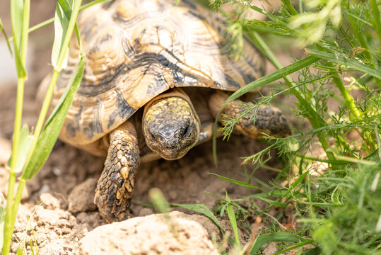 Grichchin's tortoise outside in the green. Latin name - testudo hermanni