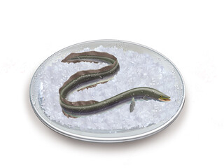 congre , poisson, plateau, glace pilé, fraîcheur, frais, pêche, aliment, mer, animal, ailette, sain, queue, fond blanc, attraper, repas, cuisiner, plat, viande