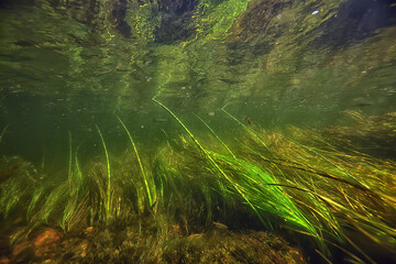 green algae underwater in the river landscape riverscape, ecology nature